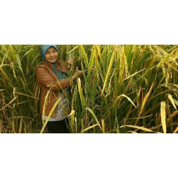 

Kualitas produk // VDVMP Beras Hitam Super 450gr //Diskon