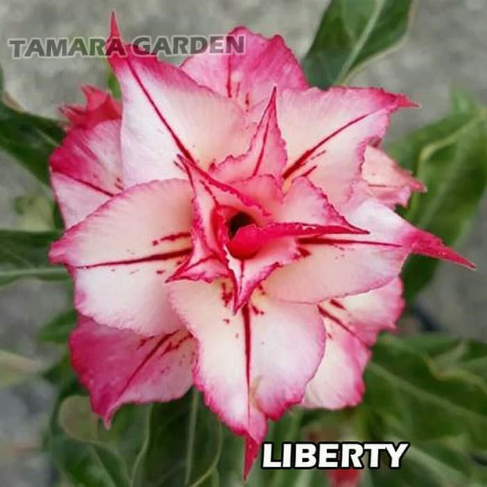 Bibit Bunga Kamboja Adenium Liberty