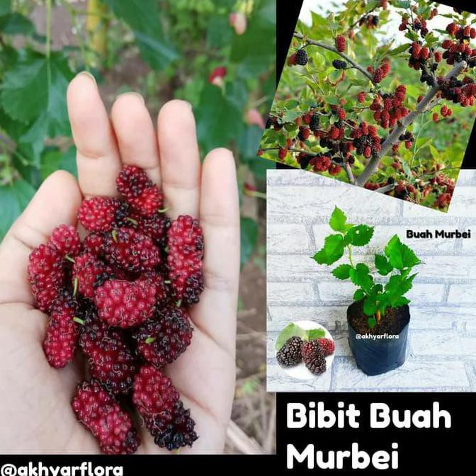 Sabang Tanaman Buah Murbei Bibit Buah Murbei