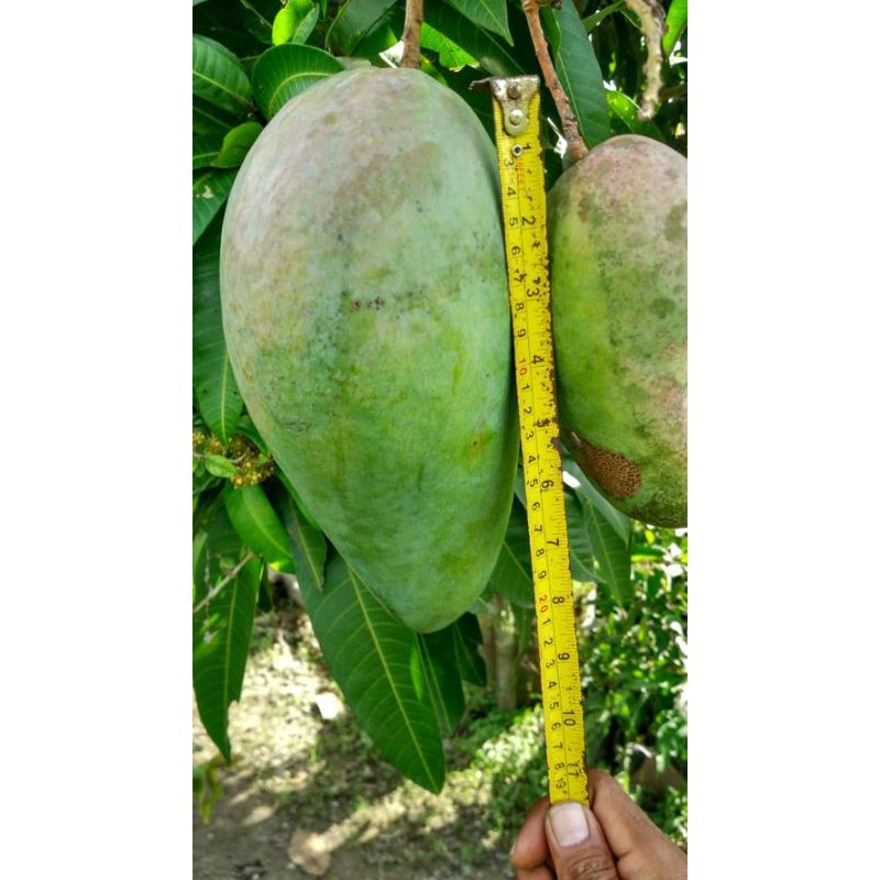 Mangga Mahatir Okulasi