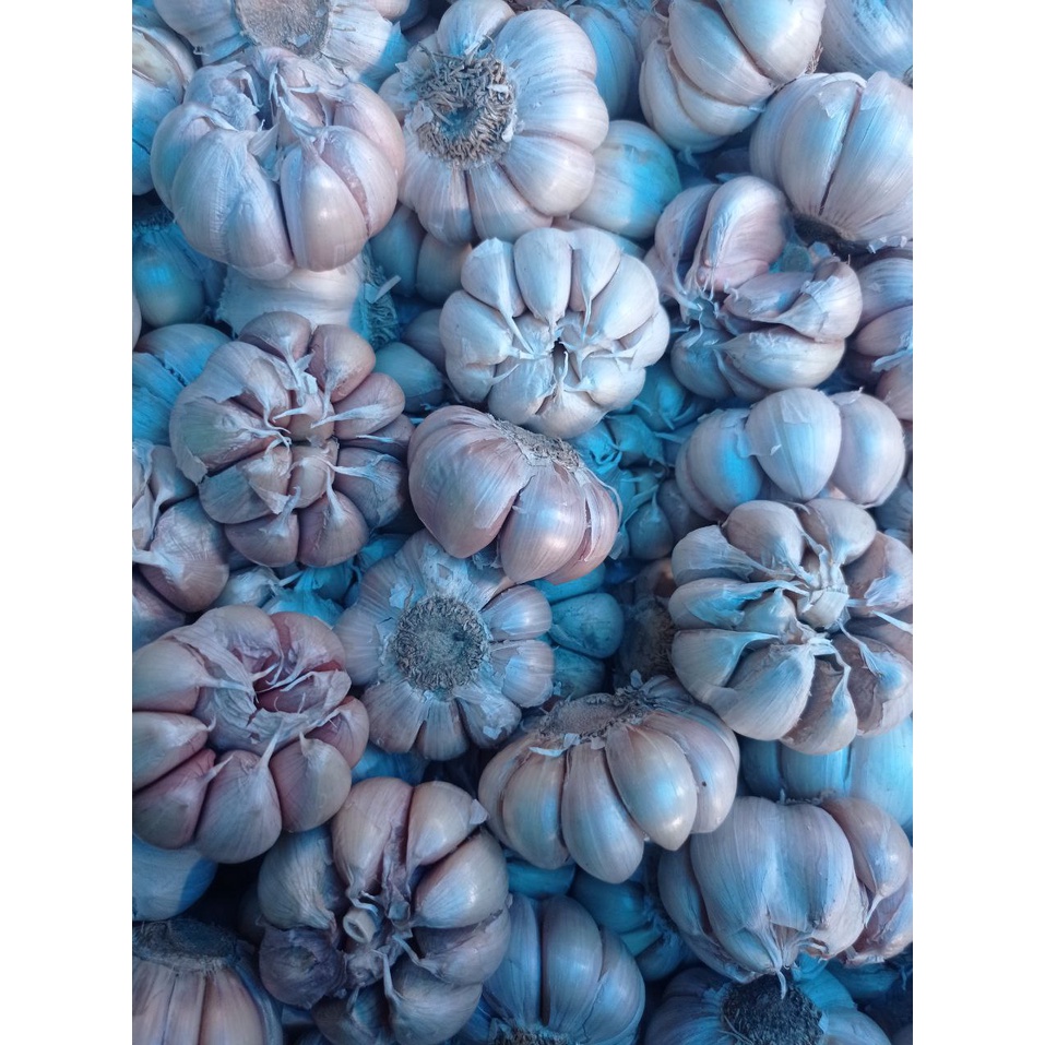 

Bawang Putih