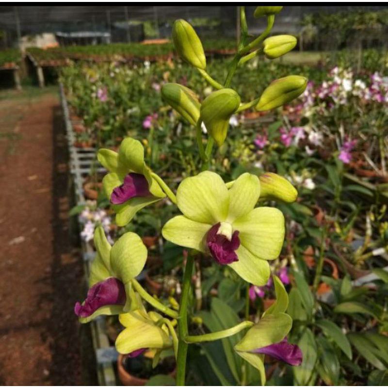 TANAMAN HIAS ANGGREK DENDROBIUM Sudah Knop-Spike YELLOW PURPLE