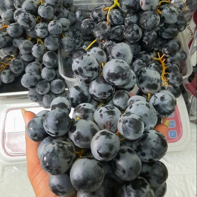 

anggur adora seedles