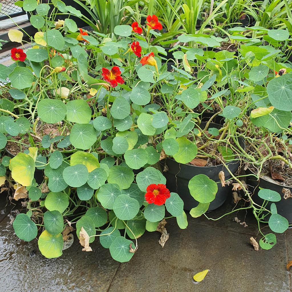 Tanaman Nasturtium Edible Flower Edible Plants