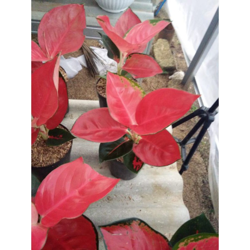 Aglonema Suksom Jaipong Stang Pendek/Suksom Culture