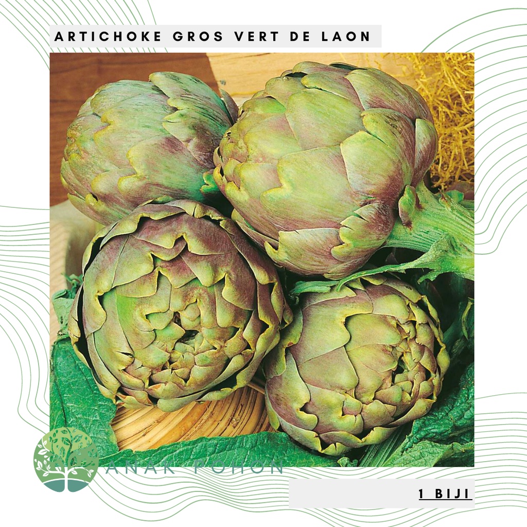 Benih Bibit Biji - Artichoke Gros Vert De Laon (Heirloom) Seeds - IMPORT