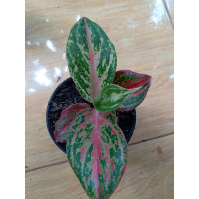 PROMO anakan aglonema widuri