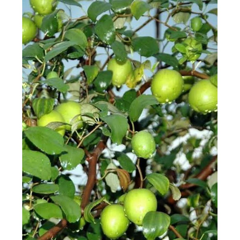 Bibit apel putsa apel india