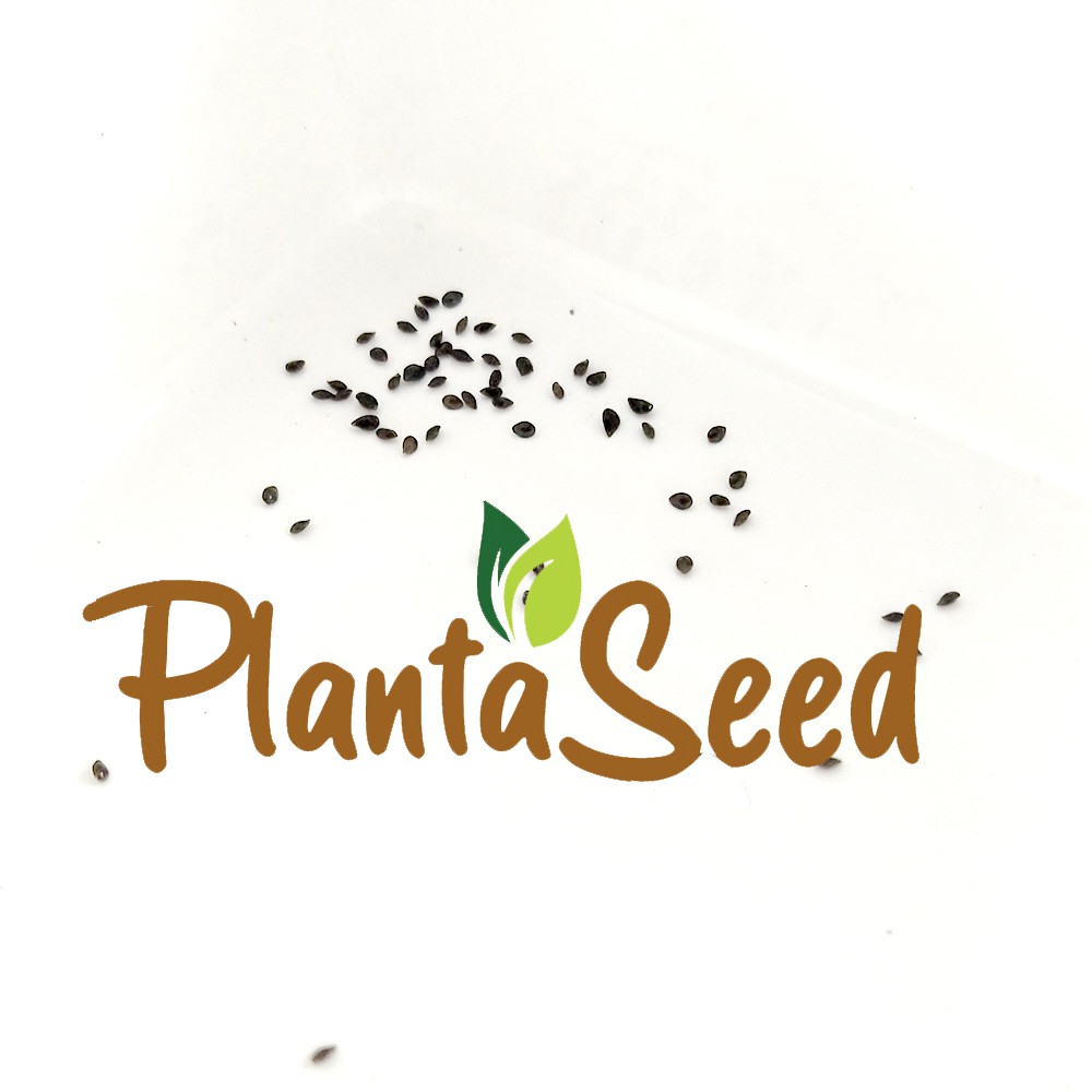 PlantaSeed - 50 Seeds - Forget-Me-Not Biji Benih Bunga - PAS0219