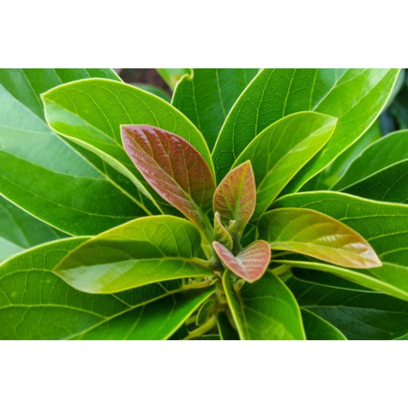 

Daun Alpukat Segar 500gr