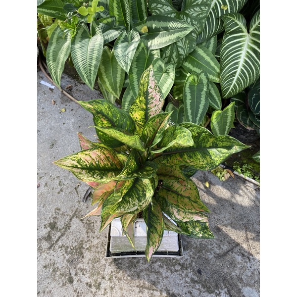 aglonema hengheng/aglonema hengheng rimbun jumbo