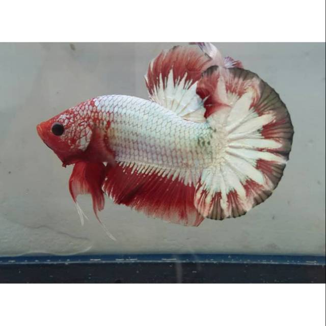 Cupang fancy ws orange head ori