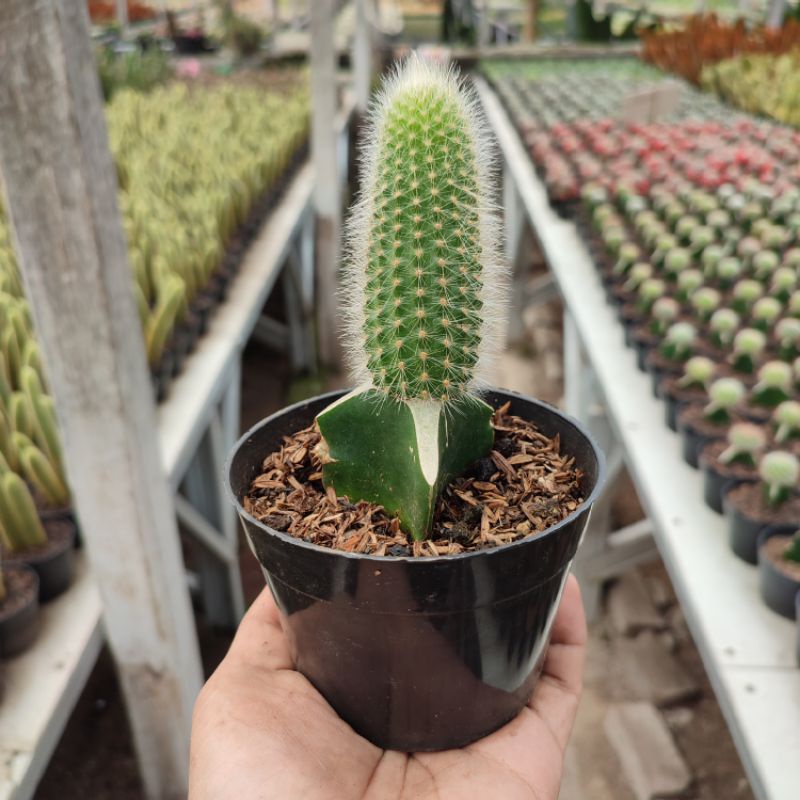 Grafting Cleistocactus (Ekor Tupai Hijau) | DP 10 Cm | Kaktus