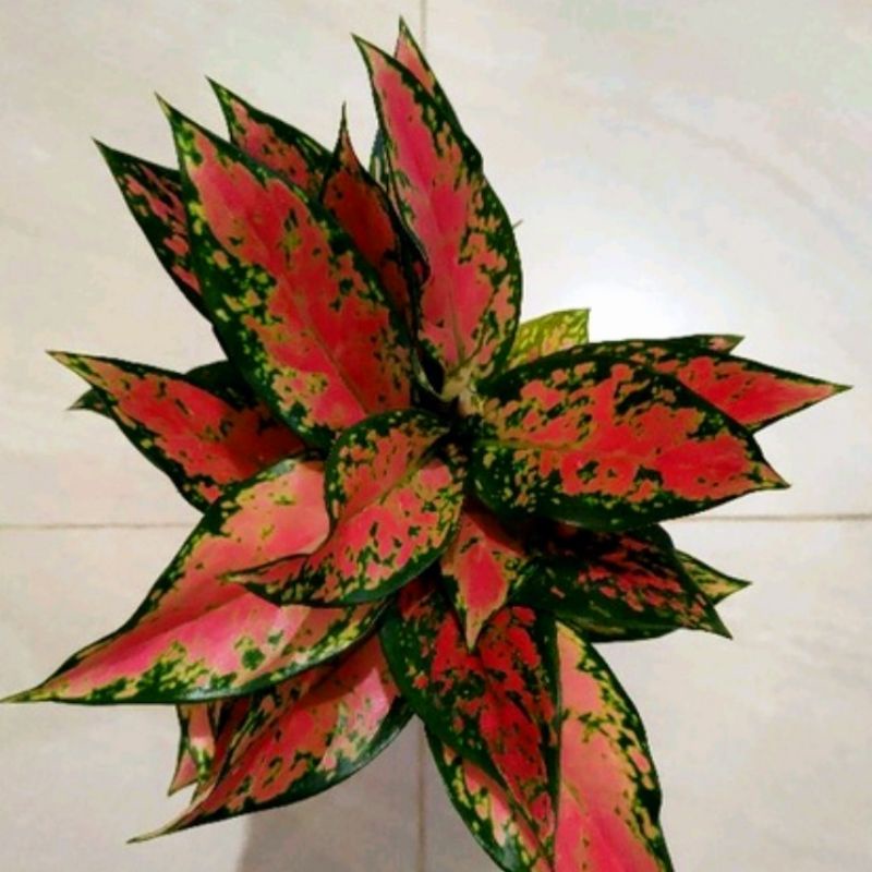 Tanaman hias aglonema ruby batik-aglaonema-tanaman hias hidup-tanaman bunga-tanaman hidup aglonema-a