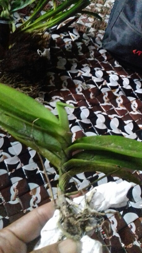 Sarcoglyphis Comberi