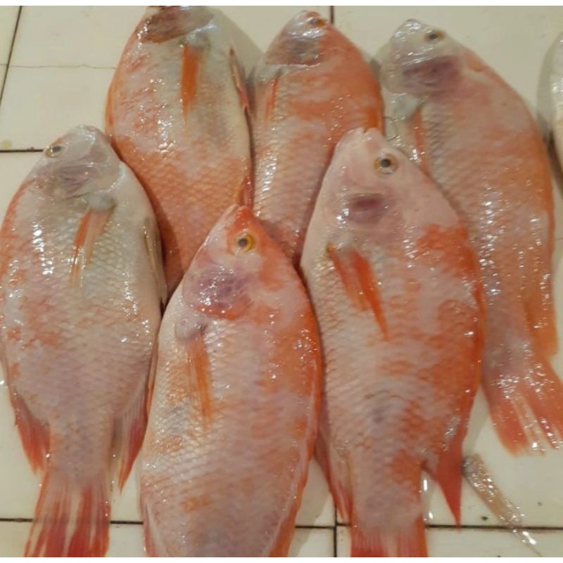 

ikan nila merah fresh 500 gram