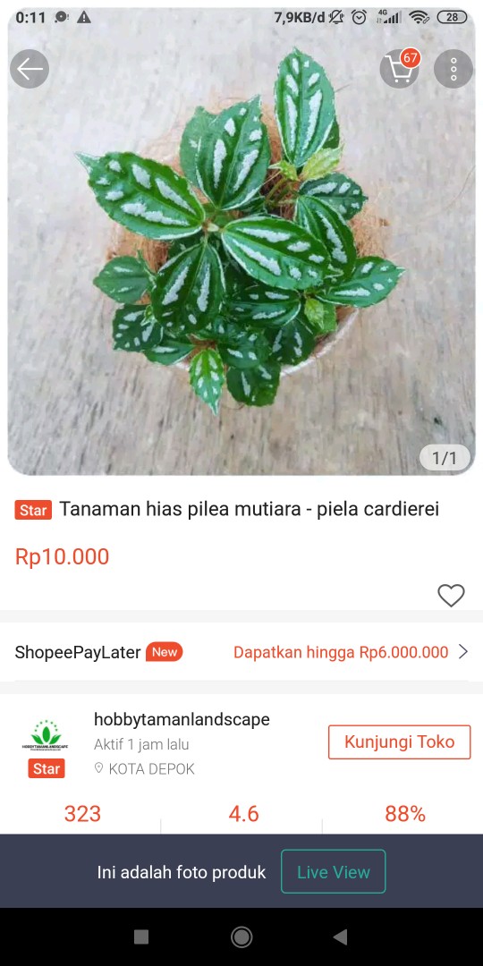 Tanaman Hias Pilea Mutiara - Piela Cardierei