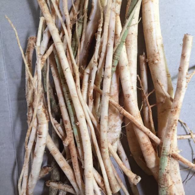 

akar pohon pepaya gantung fres 1kg