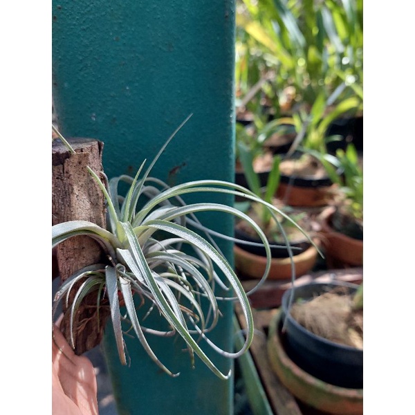 tilandsia utriculata