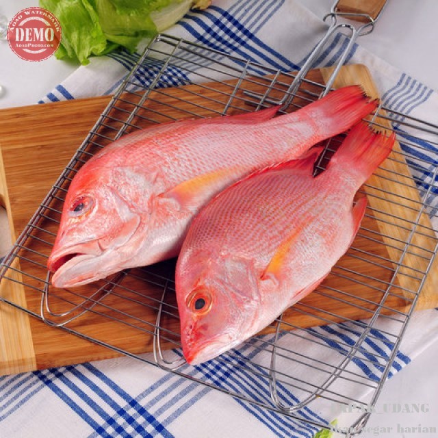 

Ikan Kakap Merah Segar / Red Snnaper Ikan Fresh Laut Kualitas GARANSI SEGAR