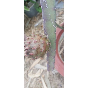 bibit buah naga hitam termurah ( grafting )