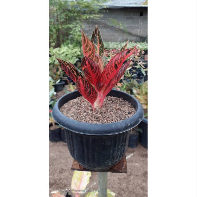 Aglaonema Pride of sumatera / red sumatera