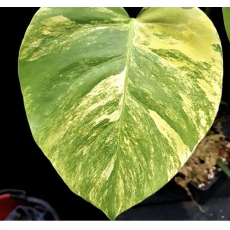 MONSTERA MARMORATA VARIGATA