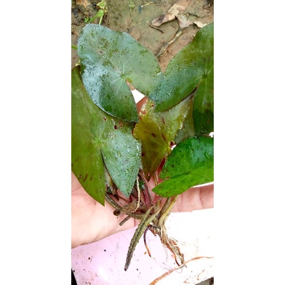 Tanaman aquascape tiger lotus / red lotus