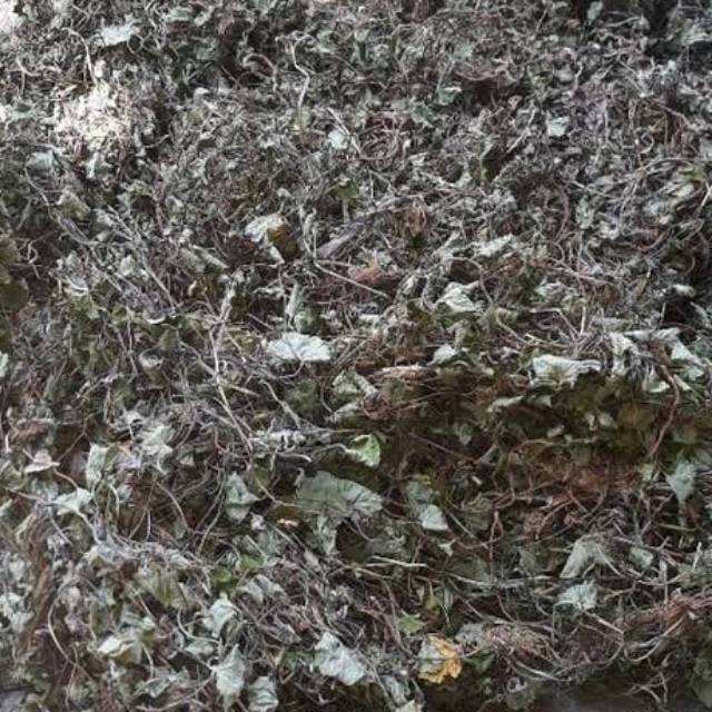 

DAUN PEGAGAN KERING HIJAU ORIGINAL 500 gr