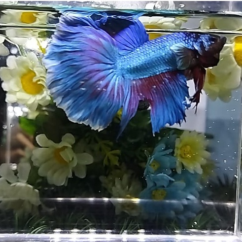 PAKET 2 EKOR IKAN CUPANG HALFMOON BIGEAR/HMBE LINE DUMBO EAR 100% REALPICT (KODE AM2)