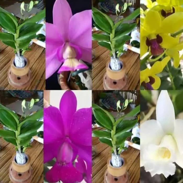 Paket 4 Anggrek Dendrobium Pink Ungu Putih Kuning