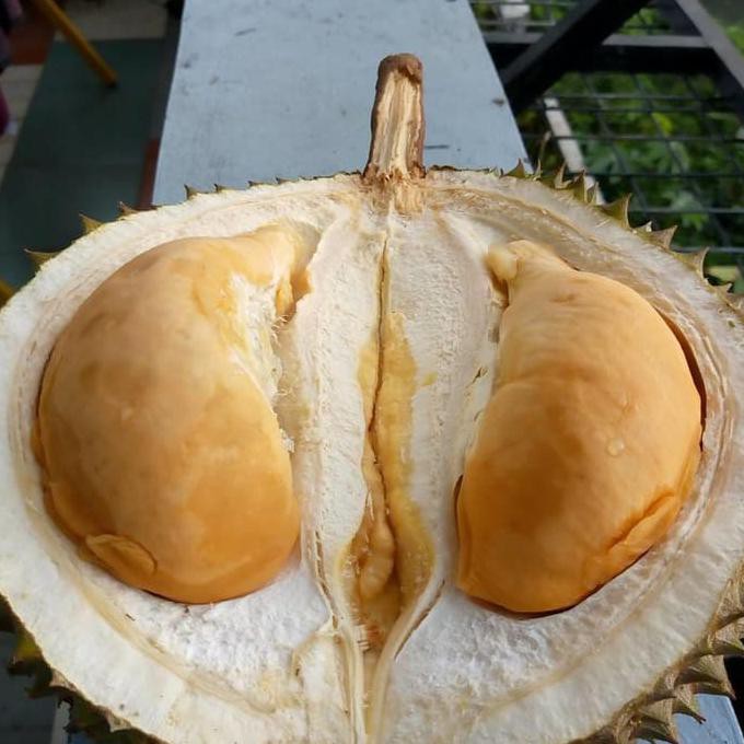 Grosir Jual Bibit Durian Duri Hitam (Dongkelan/Cabutan) Siap Tanam Ukuran 2 @_@
