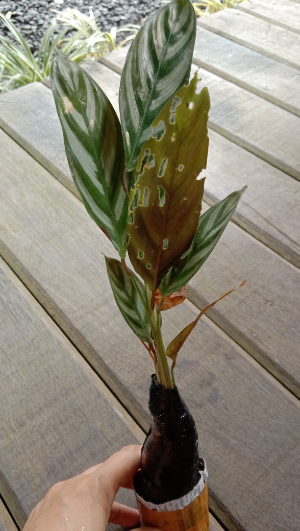 Tanaman Hias Calathea Freddie - Pohon Calathea Indoor Freddie