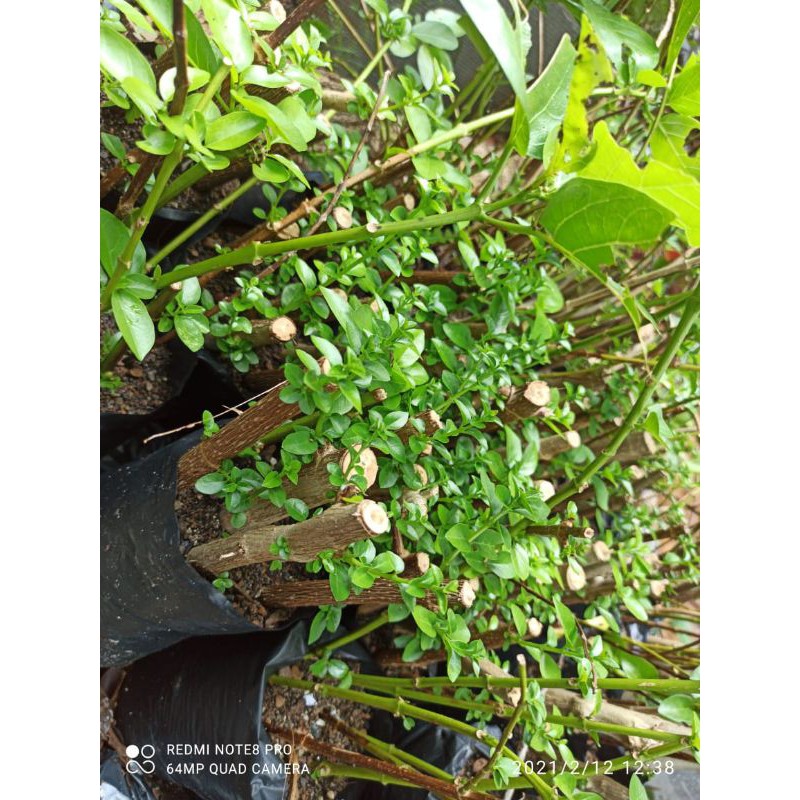 sancang stek bahan mame