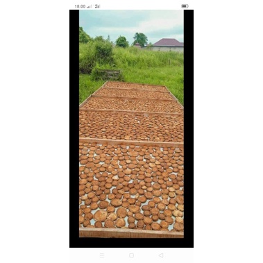 Akar Bajakah Tampala Super Hebal ASLI KALIMANTAN