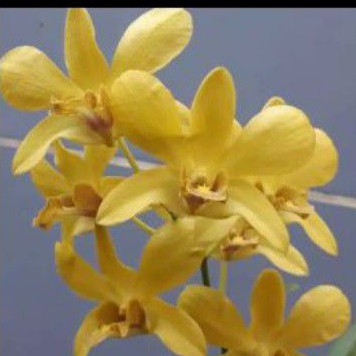 ANGGREK DENDRO SURE GOLD REMAJA