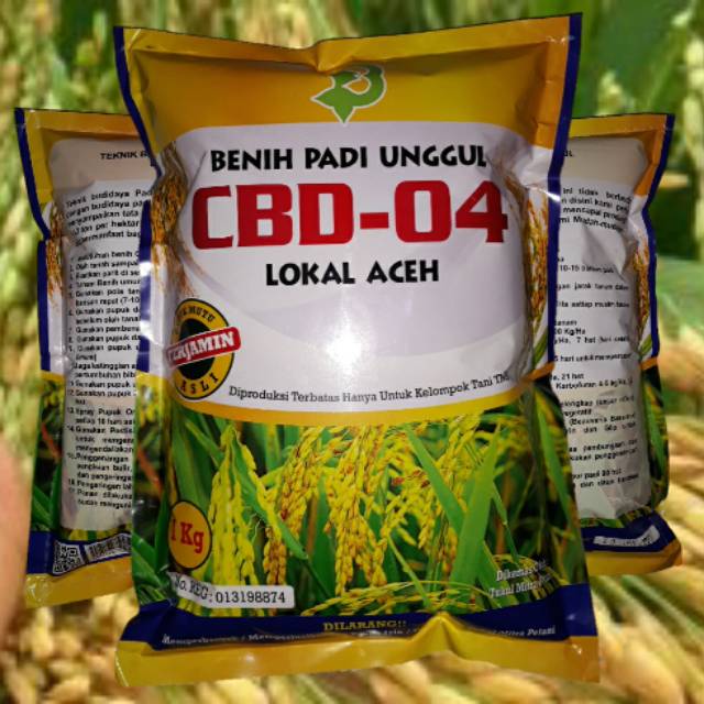 Benih Padi CBD 04 Galur Aceh