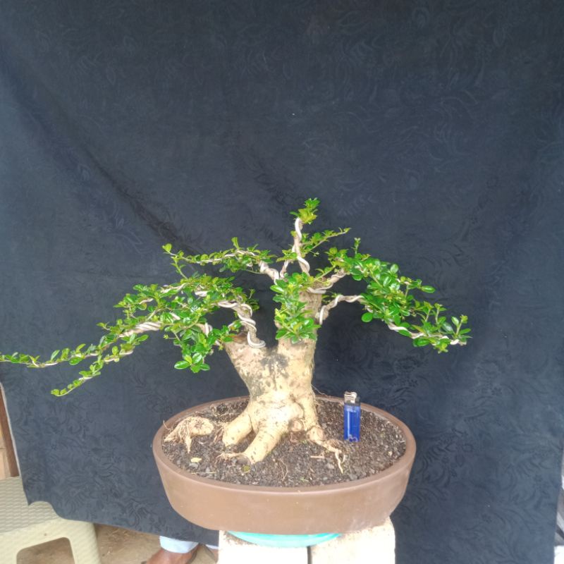 bonsai hokiantea..bogel bonggol besar,,