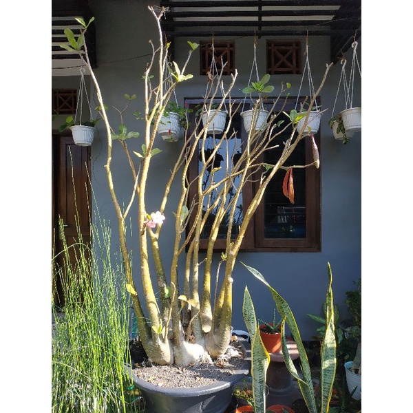 bibit adenium | kamboja jepang | Seeds Adenium Arabicum Golden Yellow