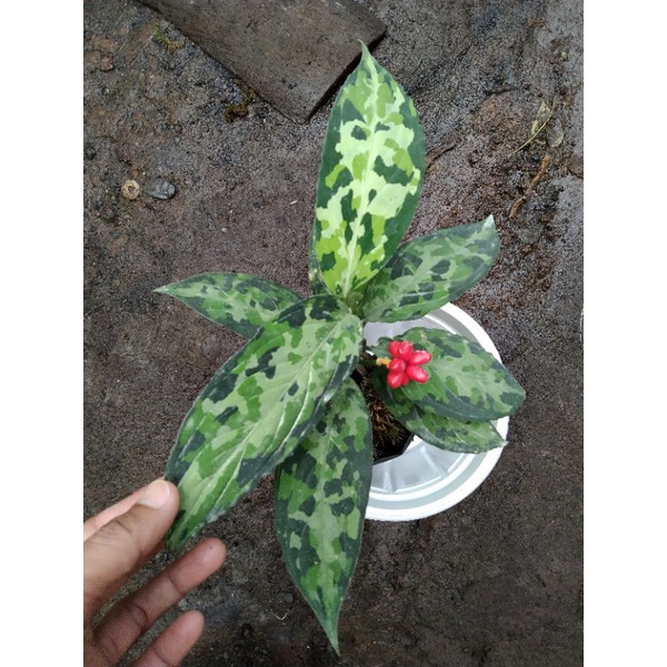 Benih Aglonema pictum 200biji