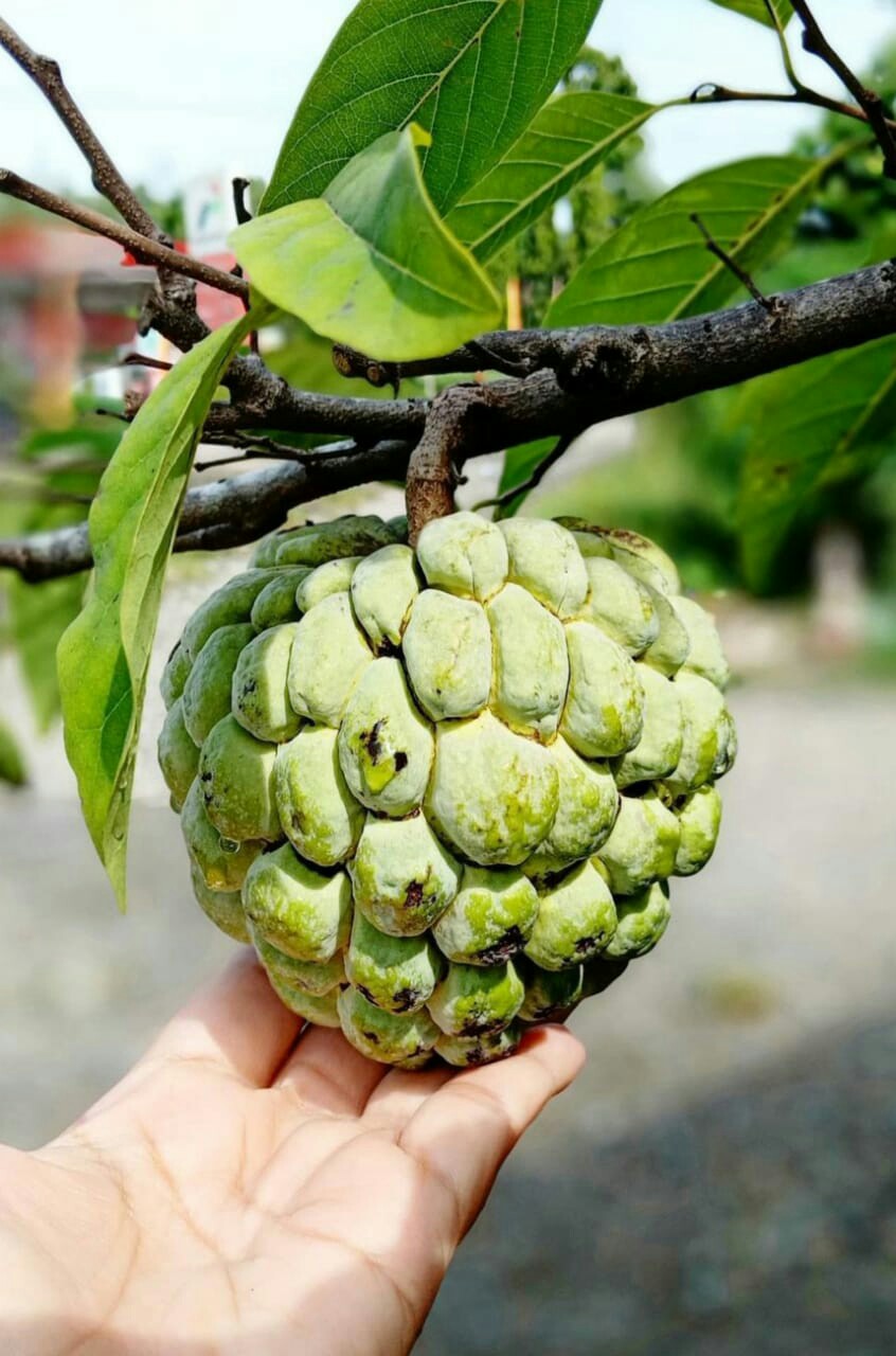 Bolero Modang Outer Batik Wanita Formal Cantik Murah Seragam