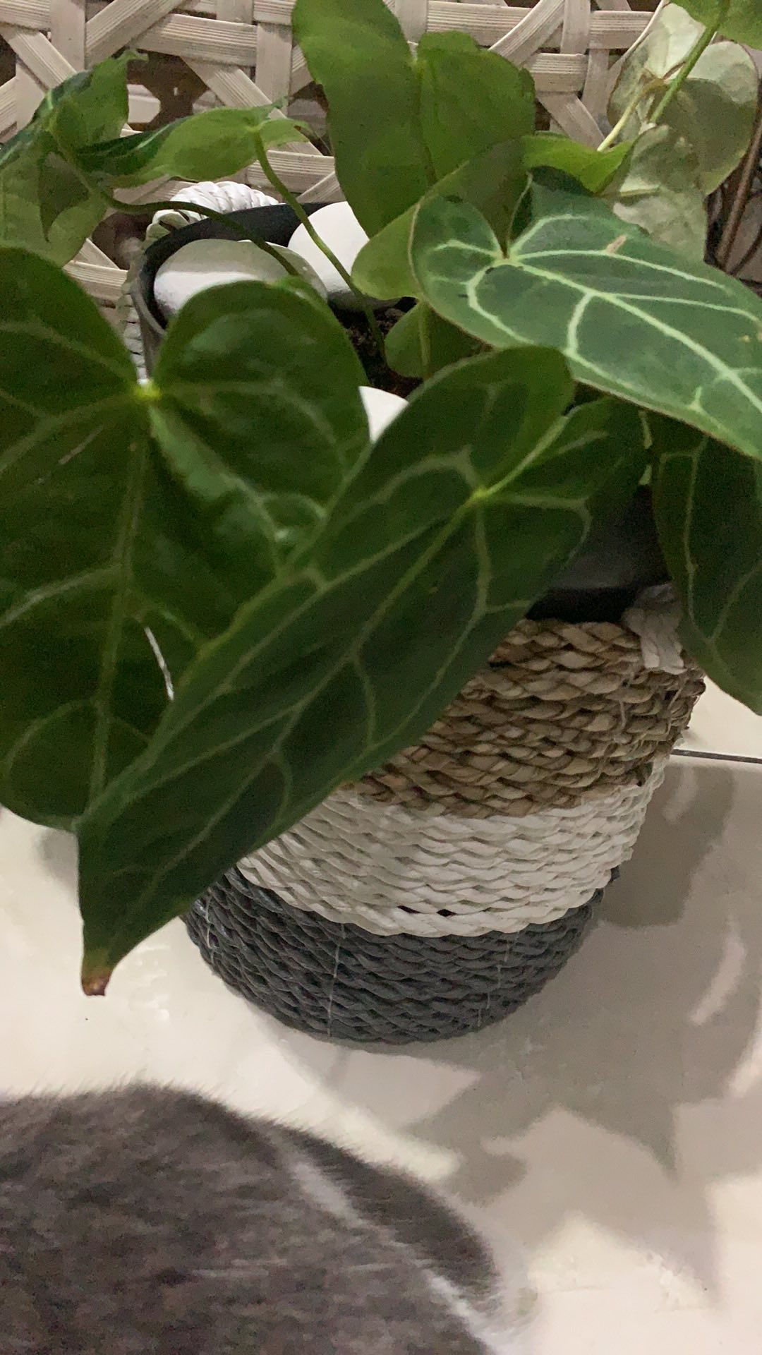 Set Isi 3 Keranjang Meja Anyaman Seagarass Grey