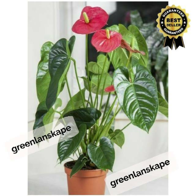 Tanaman hias Bunga Anthurium Pink / Anthurium miki mouse pink