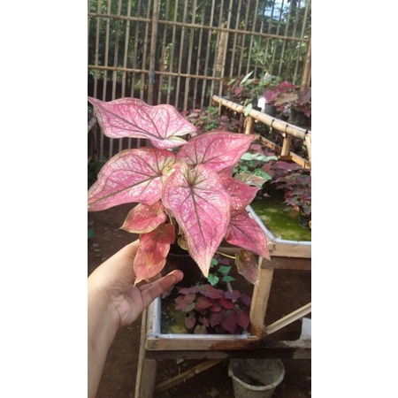 tanaman caladi hybrid