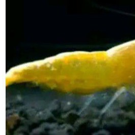 

udang yellow fire