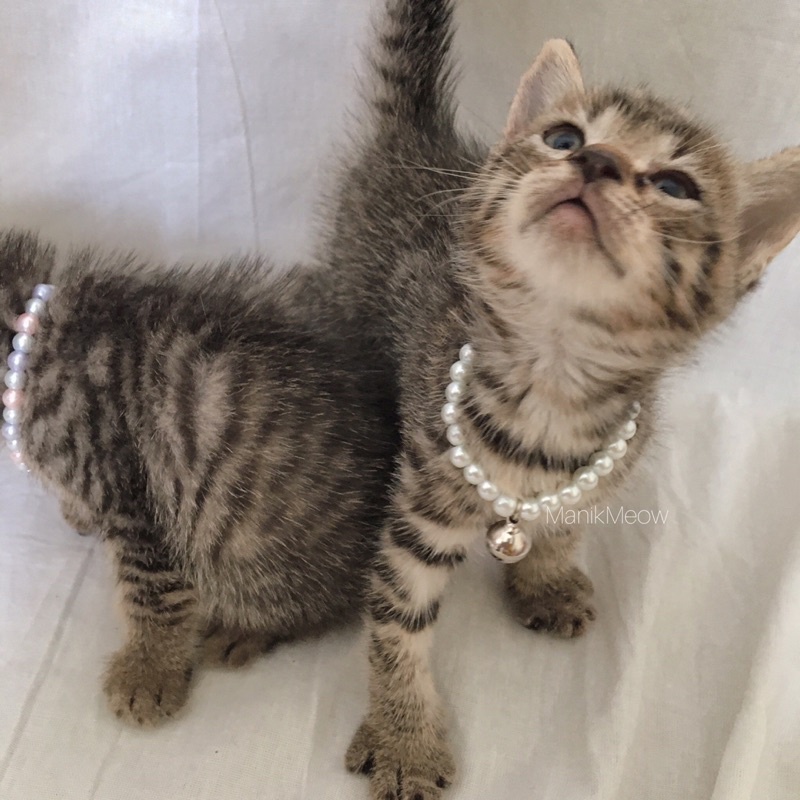 [ COD ] Cat necklace / Kalung kucing mutiara / custom nama/Lonceng / kalung anabul / adult / kitten