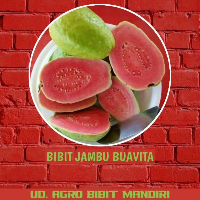 BIBIT TANAMAN BUAH JAMBU BUAVITA/KRISTAL MERAH hasil okulasi 1 tahun buah yesss