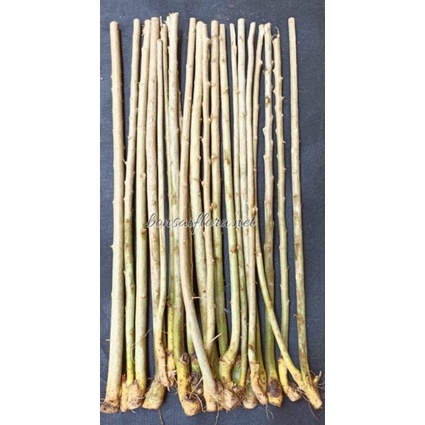 ( GROUPING ) bahan bonsai serut grouping | bonsai serut | hobby & koleksi