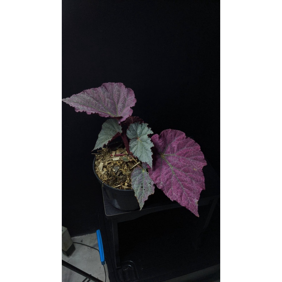 Tanaman Hias begonia harmoni pink satin - bibit begonia pink - BakulKembang