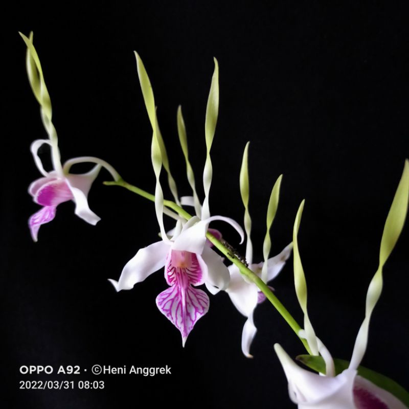 dendrobium stratiotes